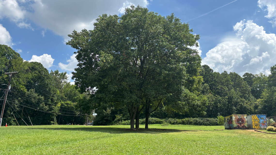 Three trees standing together in an open field