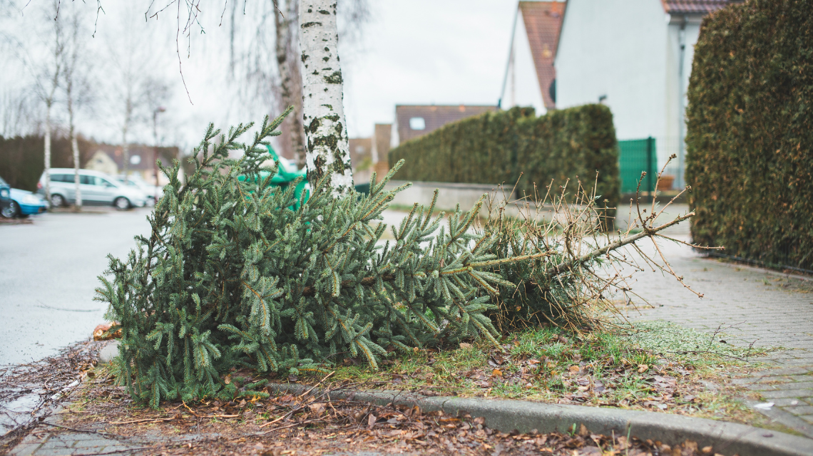 A discarded Christmas tree awaits collection on a curb.