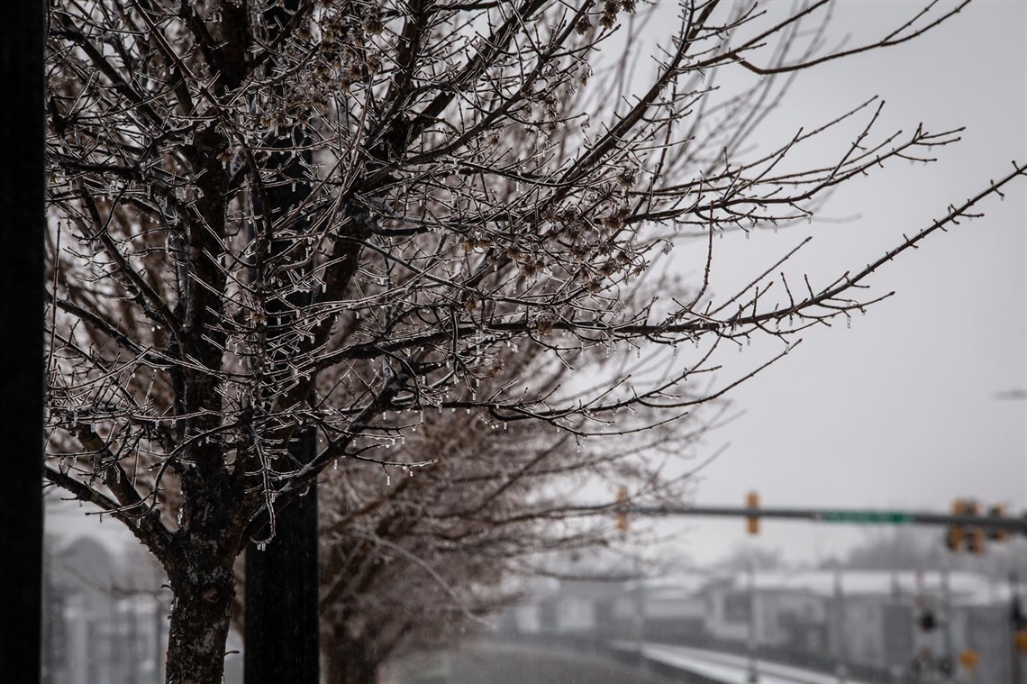 Ice covers bare branches of a tree during a winter storm.