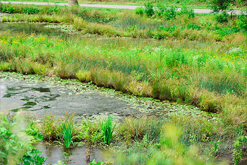 Grasses and wetland plants growing in and around a shallow pond area.