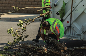 City employee picking up tree branches