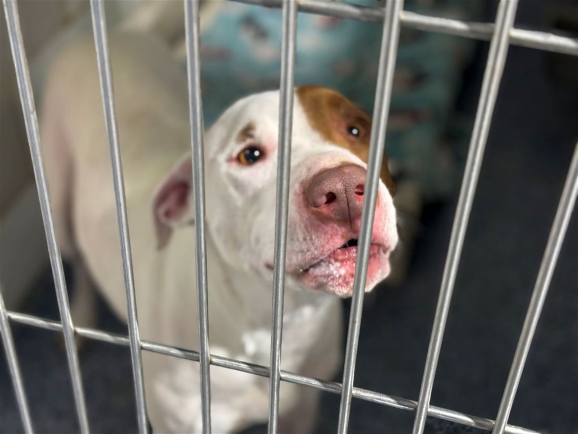 red and white dog looking through cage red and white dog looking through cage