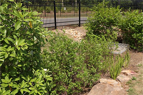 Landscaped planting area with dense vegetation, soil and rocks.